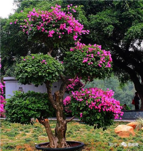 庭院盆栽|十大最适合庭院种植的花卉推荐 院子里种什么花好→MAIGOO知识